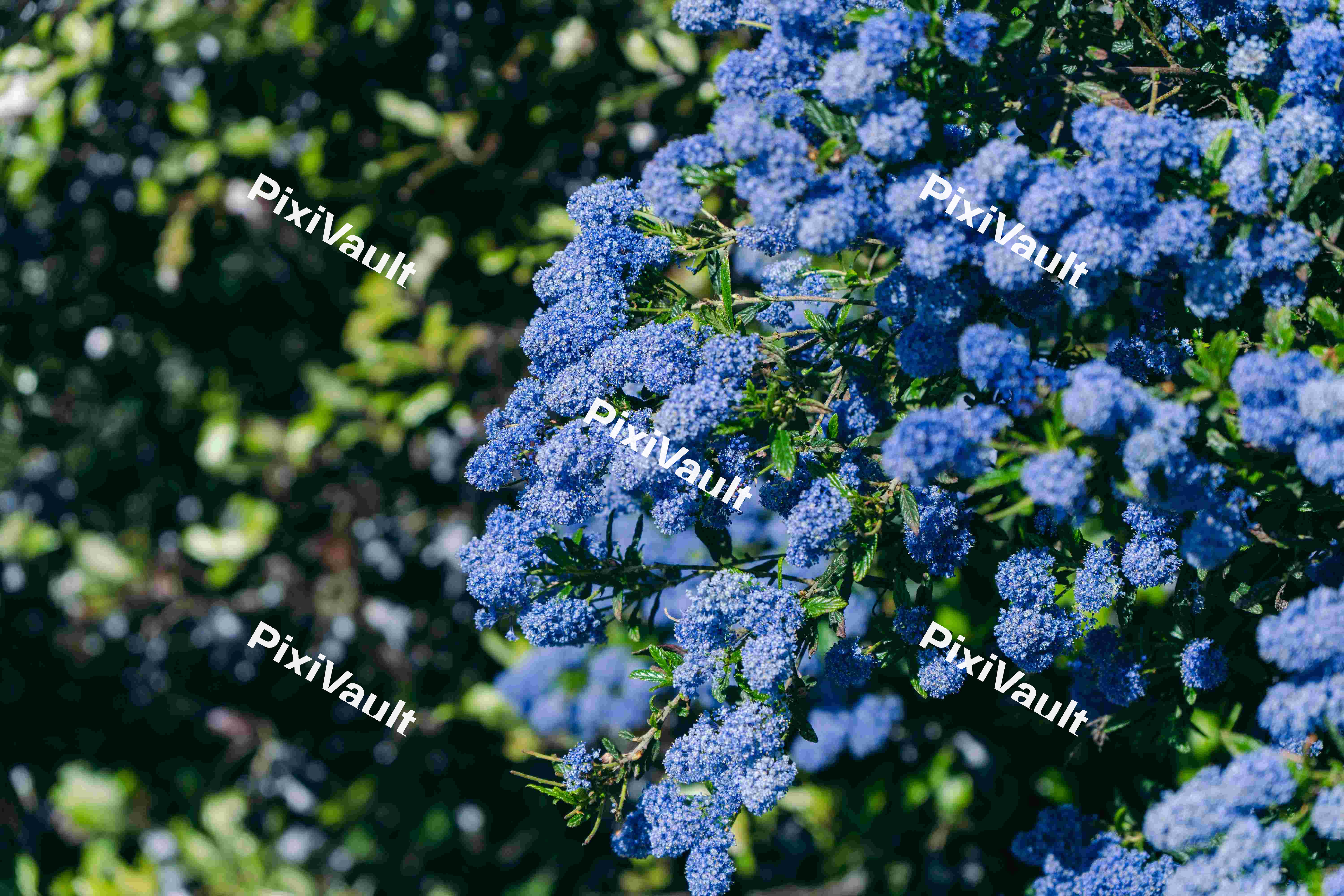 A Bunch of Ceanothus